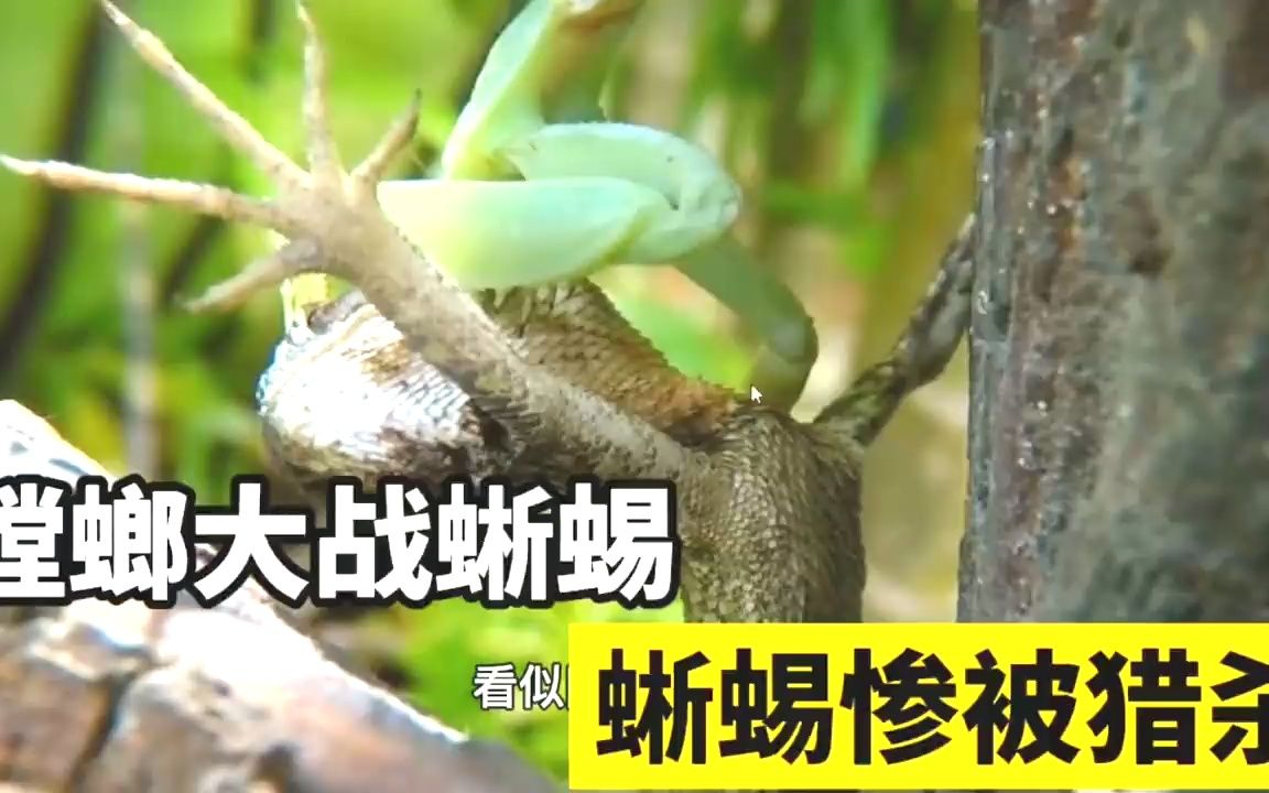 V体育-荷兰队与加拿大斗智斗勇，谁能笑到最后？-第1张图片-V体育